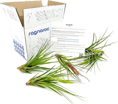 Air Plants - Flowering Tillandsia Melanocrater Tricolor, Large 5" - 5ct - Live Arrival Guaranteed - House Plants for Home Decor & Gift