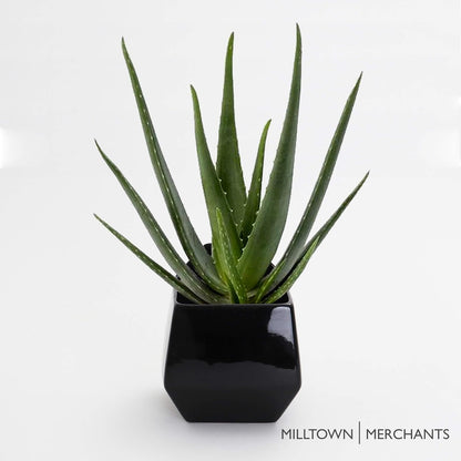 Milltown Merchants Succulent Wall Planters - Wall Vases - White Ceramic Wall Mounted Planters - Succulent Plant Pots - Hanging Vases for Living Wall (1 Pack/Contemporary/Black)