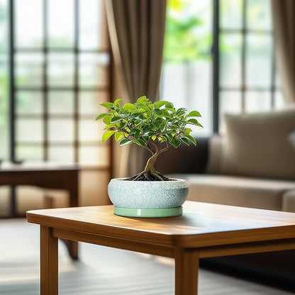 Succulent Pot 6 Inch - Ceramic Bonsai Pots Indoor Outdoor, Shallow Plant Pots with Drainage Hole and Saucer, Small Bonsai Planter, Round Bowl Planter, Desk Decor, Housewarming Gifts, Green