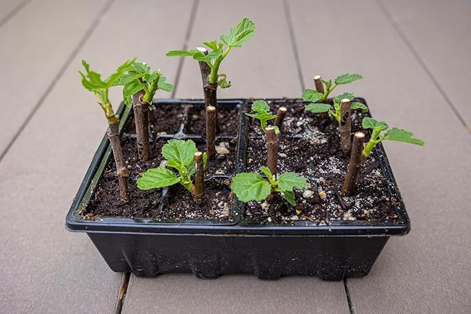 Gardzen 10 Pack Seed Starting Tray, Plant Germination Trays, Seed Starter Kit with Adjustable Humidity Vented Dome, Plant Growing Kit 6.6" x 4.5", Total 120-Cell, Clear