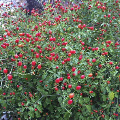 2 Pequin Hot Pepper Plants Live in 2.5 Inch Pot for Planting Outdoor, 2 Plants in 1 Pot