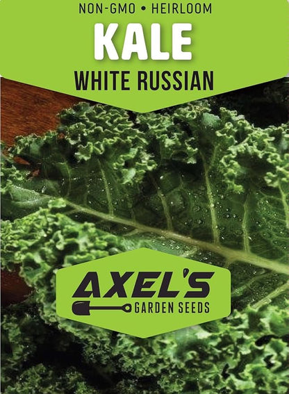White Russian Kale Seeds for Planting – Plant & Grow Heirloom White Russian Kale in Home Outdoor Vegetable Garden, Brassica Napus – 2 Packets