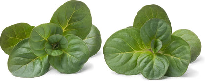 Smoke Camp Crafts Organic Orange Mint Live Plant for Outside, Clean Mint Plant, Aromatic Orange Scented Herb in 2.5 Pot