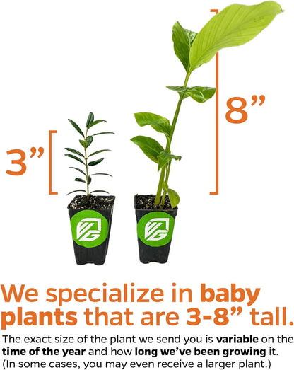 Auntie Lilli's™ South Sea Salad BeLe Tree - Abelmoschus Manihot - Wellspring Gardens Starter Plant - Edible Greens & Hibiscus Like-Flower Live Plant - Indoor & Outdoor Growing & Planting for Garden