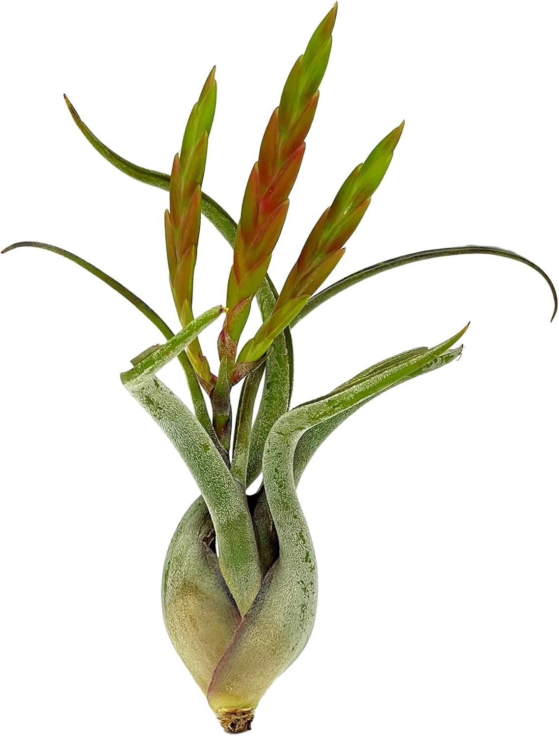 Air Plants - Flowering Tillandsia Caput Medusae, Large 5-7" - 1ct - Live Arrival Guaranteed - House Plants for Home Decor & Gift