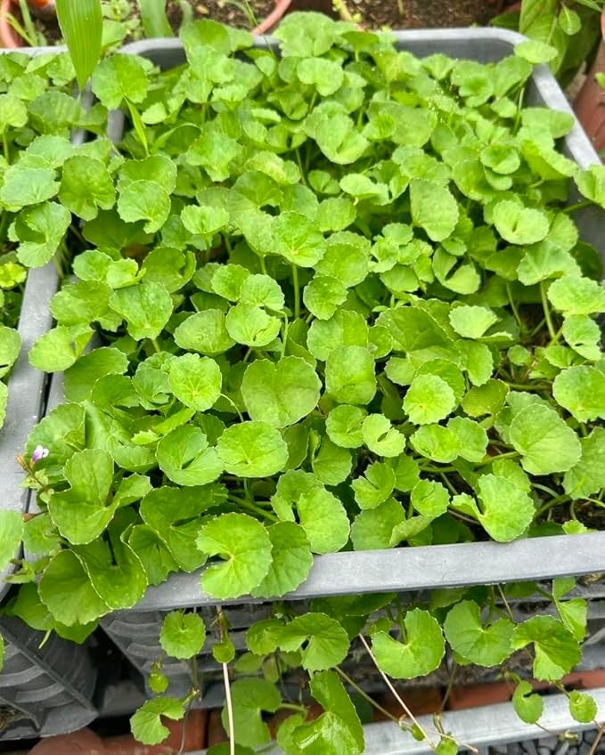 1200 Centella Seeds – Gotu Kola, Rau Má, Centella Asiatica, Asiatic Pennywort, Indian Pennywort, Brahmi, Mandukaparni – Non-GMO, Heirloom – Vegetable Seeds for Yard & Garden