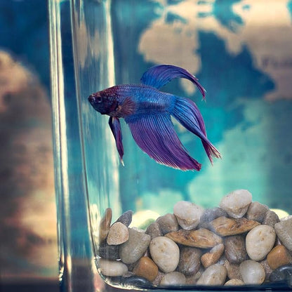 5 lbs Approx. 430 River Rocks Stones for Plants Pebbles for Indoor Plants | Aquarium Fish Tank Rocks | Polished Decorative Rocks for Vases (0.3-0.6 Inches)