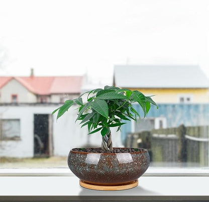 8 Inch Ceramic Bonsai Planter Pot, Glazed Shallow Succulent Planter with Drainage Hole and Bamboo Saucer for Indoor Plants, Green