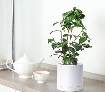 D'vine Dev 3 Inch & 4 Inch & 6 Inch, Set of 3 Round Ceramic Planter Pot with Drainage Hole and Saucer, White, 94-T-S-1