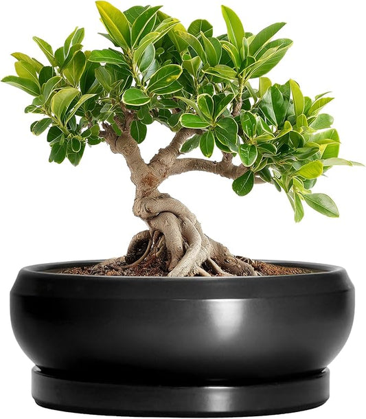 Bonsai Tree Pots Small - 6 Inch Ceramic Succulent Pots for Indoor Plants Outdoor, Round Planter with Drainage Hole and Saucer, Shallow Planter Bowl, Bathroom Decor, House Warming Gift, Black