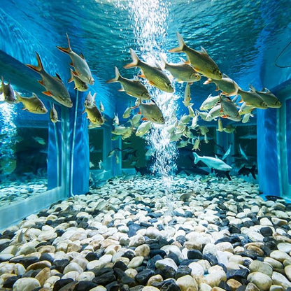 2lbs Natural River Rocks, 1/4" Aquarium Gravel Succulent Cactus Pea Gravel for Plants, Fish Tank, Decorative Pebbles for Gardening, Flower Pots, Vase Fillers, Indoor Water Fountains, Landscaping