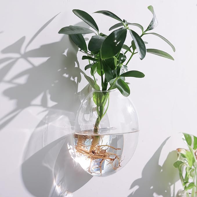 Wall Propagation Planters 6 Pack Glass Wall Planters Propagation Stations Wall Mount Plant Holder Wall Pots for Plants Indoor Wall Hanging Vases Terrariums Indoor Hydroponic Decor