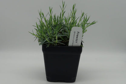 Greenwood Nursery: Live Perennial Plants - Firewitch + Dianthus Gratianopolitanus - [Qty: 2X 3.5 Pots] - (Click for Other Available Plants/Quantities)