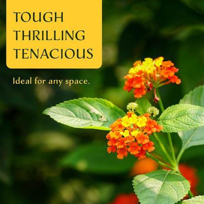12 Dallas Red Lantana | Live Plants in 2.5-inch Nursery Cubes | Lantana Camara 'Dallas Red' Variety | Hardy Evergreen Perennial Shrub | Fiery Vibrant Blooms for Home & Garden