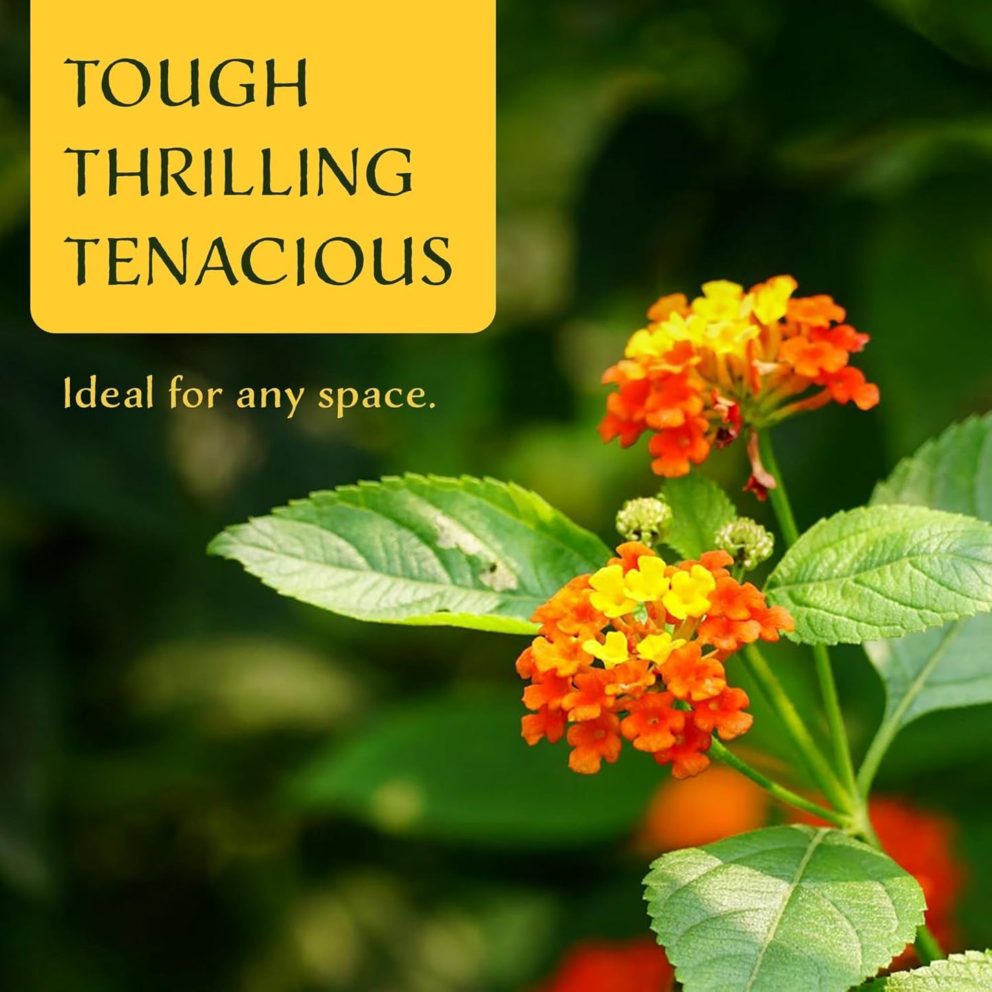 6 Dallas Red Lantana | Live Plants in 2.5-inch Nursery Cubes | Lantana Camara 'Dallas Red' Variety | Hardy Evergreen Perennial Shrub | Fiery Vibrant Blooms for Home & Garden