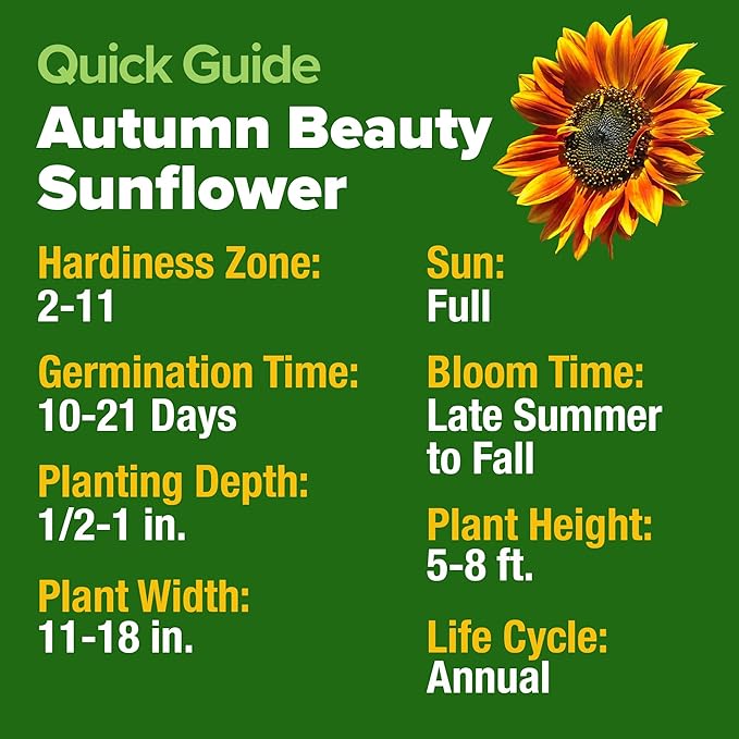 HOME GROWN 𝗨𝗦𝗔 𝗣𝗥𝗘𝗠𝗜𝗨𝗠 Autumn Beauty Sunflower Seeds to Plant 40 Heirloom Non-GMO Sunflower Seeds for Planting Blooms for Pollinator Support, and Ornamental Flower Garden (Helianthus annuus)