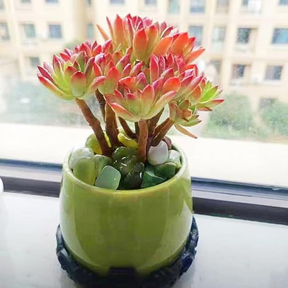 5LB Succulent Jade Pebbles for Indoor Plants, 0.7-1.2 Inch Natural Polished Stones,Decorative River Rocks for Succulent, Vase, Flowerpot, Landscaping, Outdoor Garden and Planters