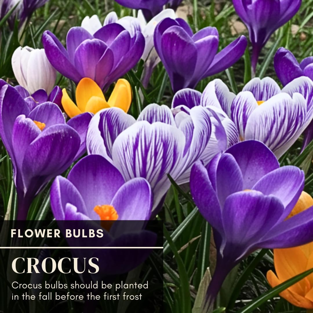 Colorful Crocus Blend Bulbs for Planting - Stunning Early Spring Blooms (50 Bulbs)