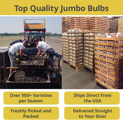 Jurassic Park Reblooming Bearded Iris - Grows Year After Year - Perennial, Fragrant & Great for Cut Floral Arrangements - Easy to Grow Fall Planting Bulbs by Willard & May