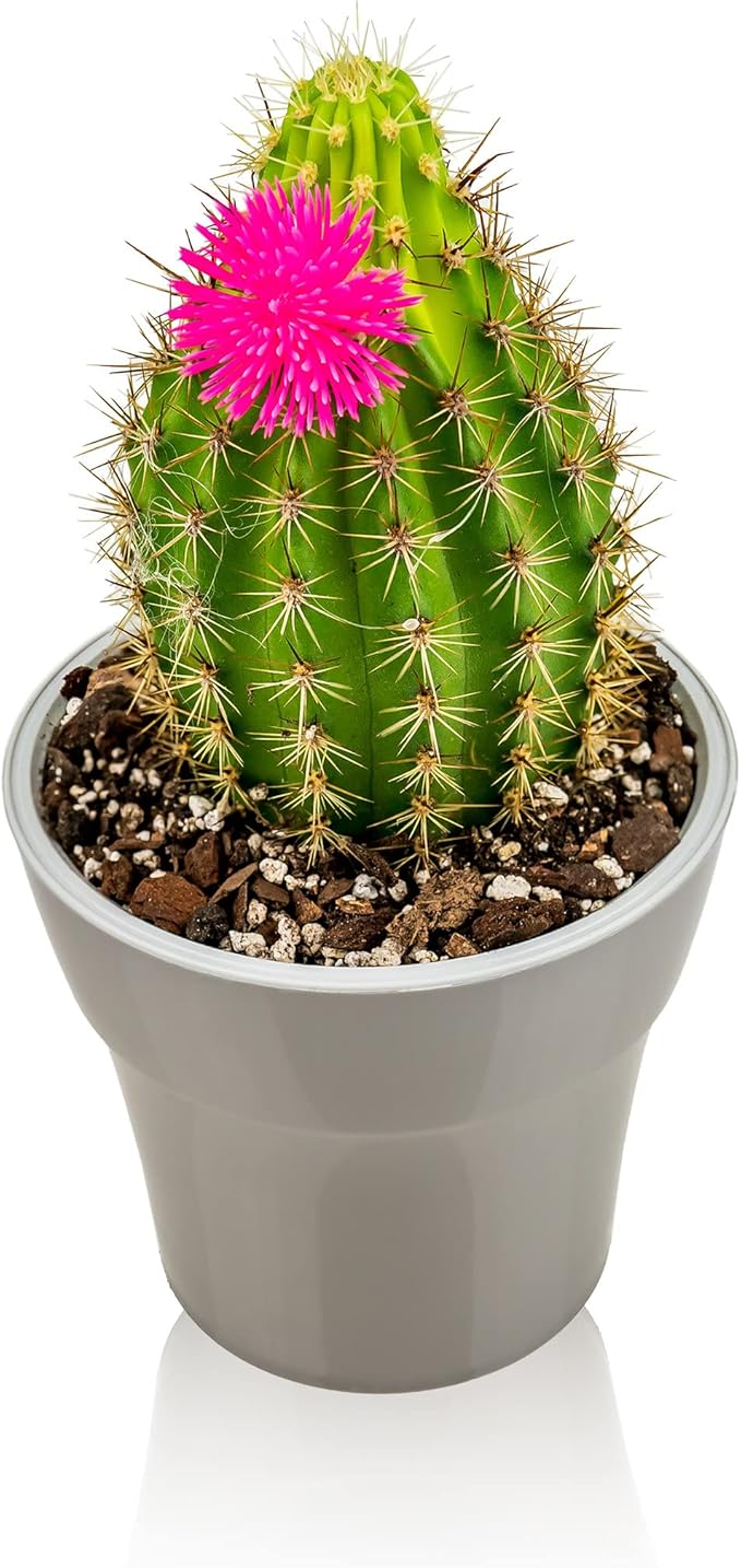 Gardenera Premium Albuca Spiralis Potting Soil Mix - Perfect Balance of Nutrients, Drainage, and Aeration for Thriving Blooms - 4 Quart