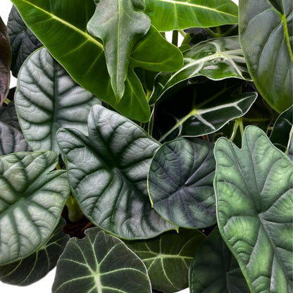BubbleBlooms Alocasia Assortment Set, 4 inch pots, 10 Different Alocasias Frydek, Black Velvet, Maharani, Regal Shield, Bambino, Tiny Dancer, Serendiptiy