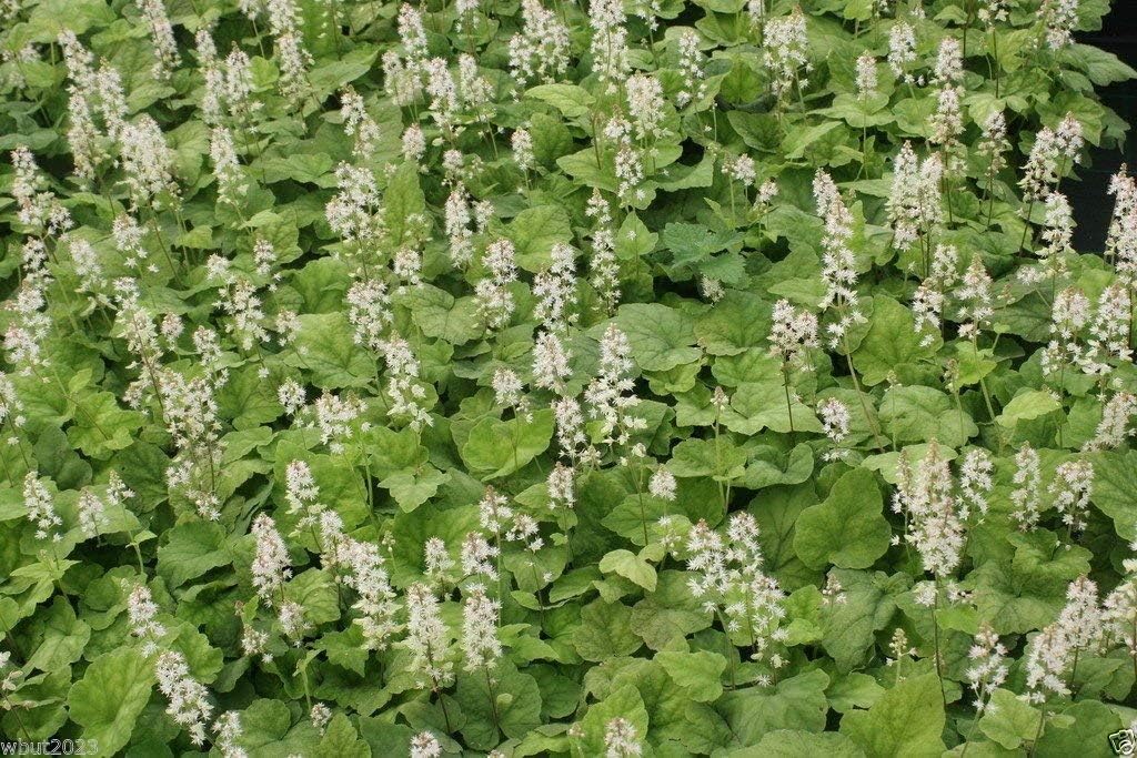 50 Foamflower Seeds (Tiarella Wherryi) Perennial, Shade Loving, Ground Cover Plant