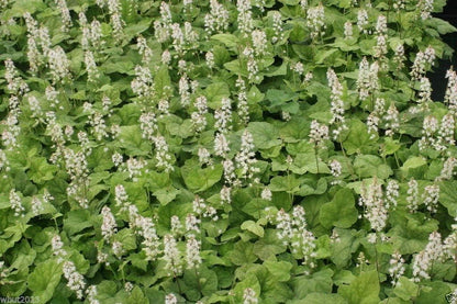 50 Foamflower Seeds (Tiarella Wherryi) Perennial, Shade Loving, Ground Cover Plant