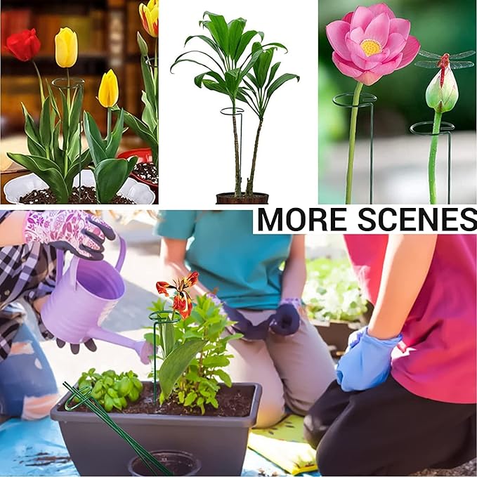 10 pcs 8 inch Metal Single Stem Flower Plant Support Stakes and Rings for Amaryllis Orchid Lily Sunflower Rose Narcissus
