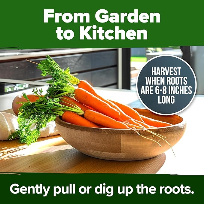 HOME GROWN Tendersweet Carrots Seeds 1 Pack - 3000 Non-GMO Heirloom Carrot Seeds for Planting Outdoors - High- (Daucus carota subsp. sativus)