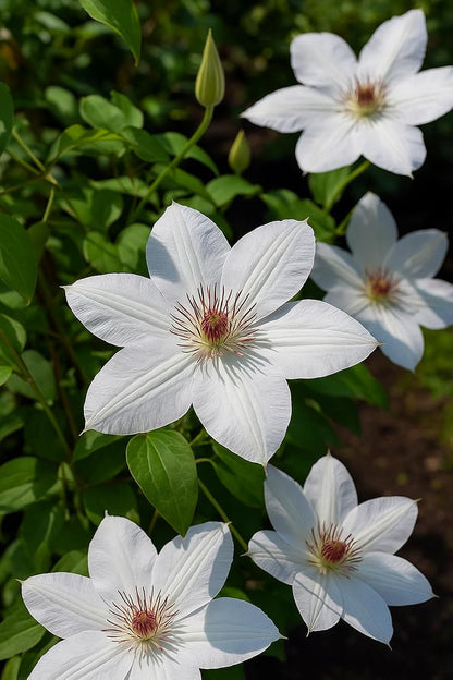 Perennial Farm Clematis 'Henryii' Hybrid – Live Flowering Vine in 4 Quart Container, Large Pure White Blooms with Creamy Centers, Long Blooming, Ideal for Trellises, Arbors & Classic Garden Displays