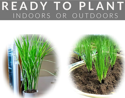 5 Lemongrass Plants 12 Inches Long, Rooted & Ready to Plant, Hydroponically Grown Lemon Grass Live Stalks, Natural Mosquito Repellent, Premium Quality Stalks Perfect for Tea and Essential Oils