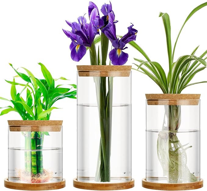 Maxcheck 3 Pcs 3 Sizes Plant Propagation Station Separated Glass Plant Terrarium Water Hydroponic Planter Holder with Lid and Wooden Stand Propagation Vase Pot for Home Indoor Office(Common Sizes)
