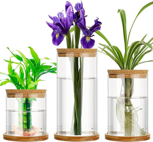 Maxcheck 3 Pcs 3 Sizes Plant Propagation Station Separated Glass Plant Terrarium Water Hydroponic Planter Holder with Lid and Wooden Stand Propagation Vase Pot for Home Indoor Office(Common Sizes)