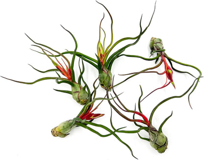 Air Plants - Flowering Tillandsia Bulbosa Guatemala, Large 3-5" - 5ct - Live Arrival Guaranteed - House Plants for Home Decor & Gift