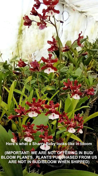 Oncidium Sharry Baby - Chocolate Fragrance Very Popular, Easy to Grow and Bloom (NOT in-Bud/Bloom When Shipped)