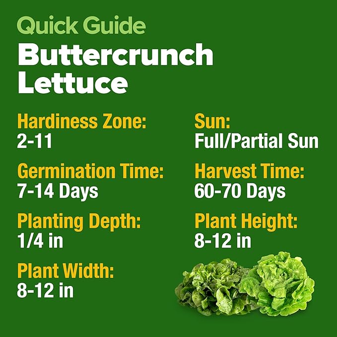 HOME GROWN 𝗨𝗦𝗔 𝗣𝗥𝗘𝗠𝗜𝗨𝗠 Buttercrunch Lettuce Seeds Bulk Pack - 1975 Heirloom 𝗡𝗢𝗡-𝗚𝗠𝗢 Seeds for Hydroponic Garden Indoor Outdoor - Butter Lettuce Vegetable for Planting (Lactuca Sativa)