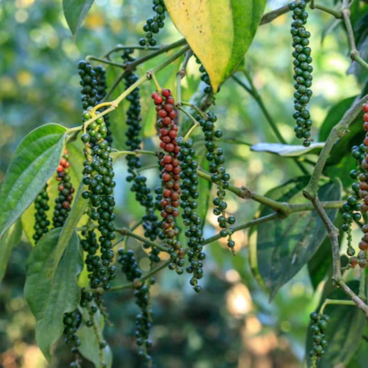 Black Pepper Plants, Piper Nigrum Plants Live, 5 to 8 Inches Tall
