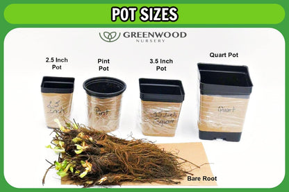 Greenwood Nursery: Live Perennial Plants - 'Red Fox' Spiked Speedwell + Veronica Spicata - [Qty: 2X Pint Pots] - (Click for Other Available Plants/Quantities)