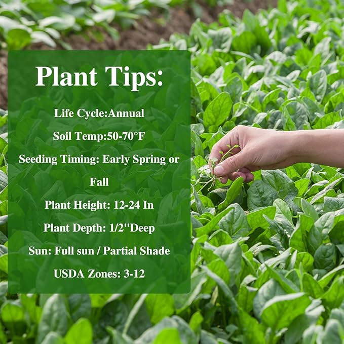 Bloomsdale Spinach Seeds, Approx 353 Seeds Heirloom Non-GMO, USA Supplier Seeds for Planting, Fast Growing for Gardens, Indoors or Outdoors