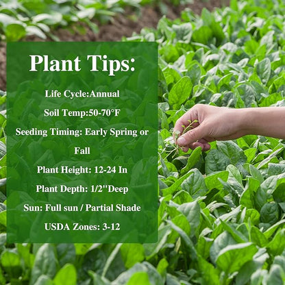 Bloomsdale Spinach Seeds, Approx 353 Seeds Heirloom Non-GMO, USA Supplier Seeds for Planting, Fast Growing for Gardens, Indoors or Outdoors