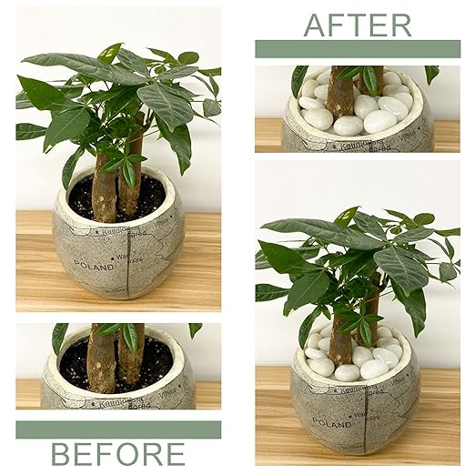 2 lbs Small White Pebbles for Plants, 0.8-1.2 inch Decorative River Rocks for Plants, Aquariums, Landscaping. White Stones for Planter Vase and Outdoor Garden Rocks