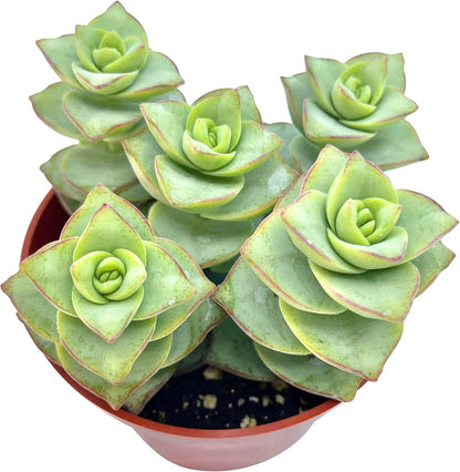 Live Succulent 4" Crassula Perforata Ivory Towers, Succulents Plants Live Fully Rooted House Plant for Home Office Decoration, DIY Projects by The Succulent Cult