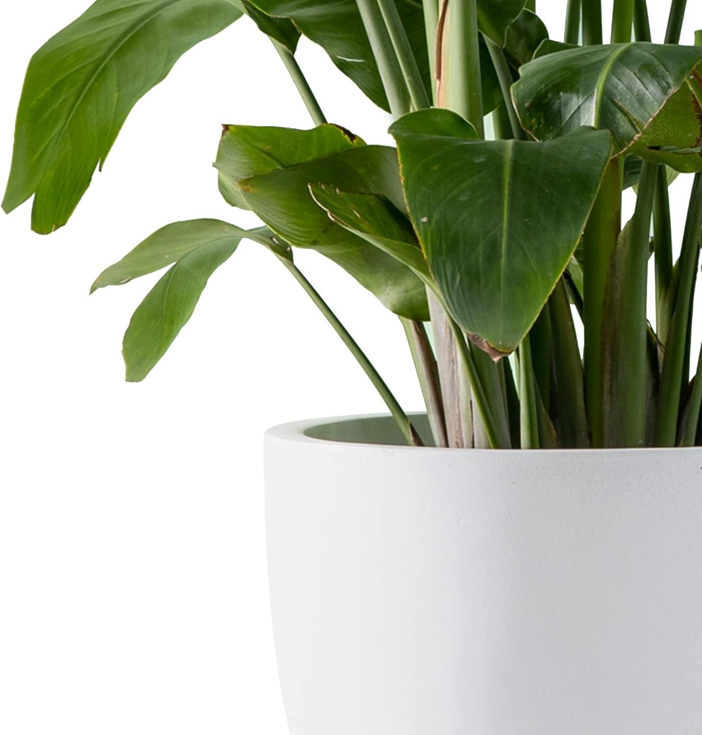 Kante 14 Inch Dia Round Concrete Planter, Indoor Outdoor Large Plant Pot with Drainage Hole and Rubber Plug for Home Patio Garden, Pure White