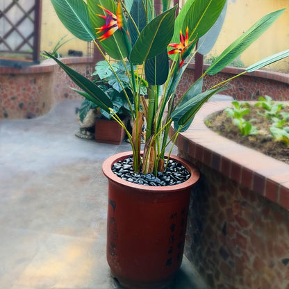 2LB Succulent and Cactus Black Pebbles, 3/8 Inch Natural Decorative Polished Stones, River Rocks for Indoor Plants, Vases, Planters and Outdoor Gardening