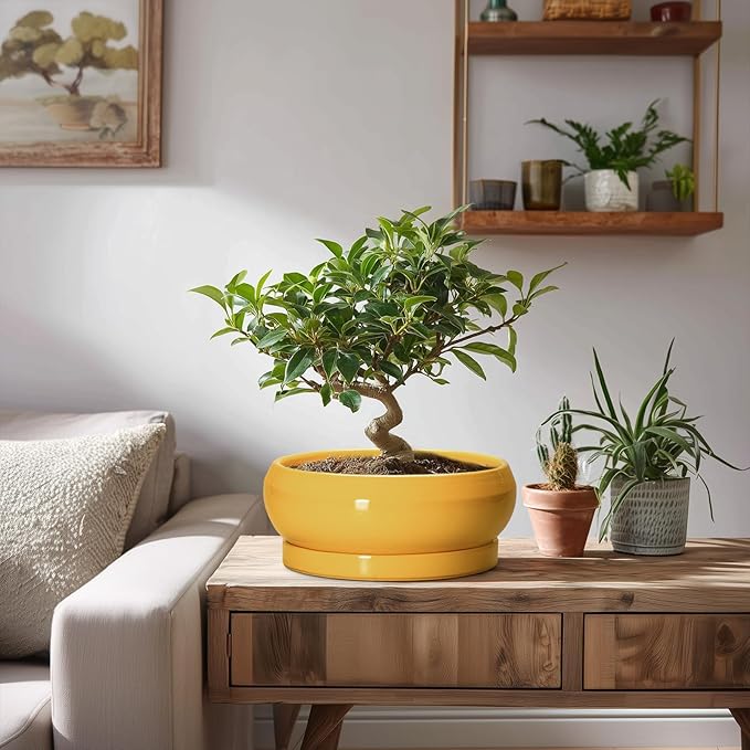 Bonsai Pots - 8 Inch Ceramic Succulent Planter for Indoor Outdoor, Shallow Planters with Drainage Hole and Saucer, Round Modern Planter Bowl, Window Decor, Gifts for Plant Lovers, Yellow