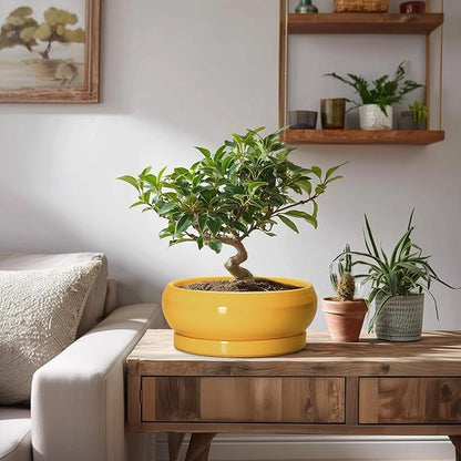 Bonsai Pots - 8 Inch Ceramic Succulent Planter for Indoor Outdoor, Shallow Planters with Drainage Hole and Saucer, Round Modern Planter Bowl, Window Decor, Gifts for Plant Lovers, Yellow