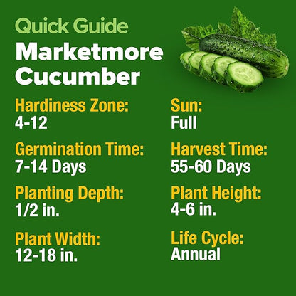 HOME GROWN 𝗨𝗦𝗔 𝗣𝗥𝗘𝗠𝗜𝗨𝗠 Organic Cucumber Seeds - 200 Marketmore Heirloom 𝗡𝗢𝗡-𝗚𝗠𝗢 Vegetable Seeds for Planting in Trellises, Raised Beds, Containers (Cucumis sativus)