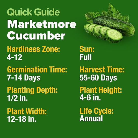 HOME GROWN 𝗨𝗦𝗔 𝗣𝗥𝗘𝗠𝗜𝗨𝗠 Organic Cucumber Seeds - 200 Marketmore Heirloom 𝗡𝗢𝗡-𝗚𝗠𝗢 Vegetable Seeds for Planting in Trellises, Raised Beds, Containers (Cucumis sativus)