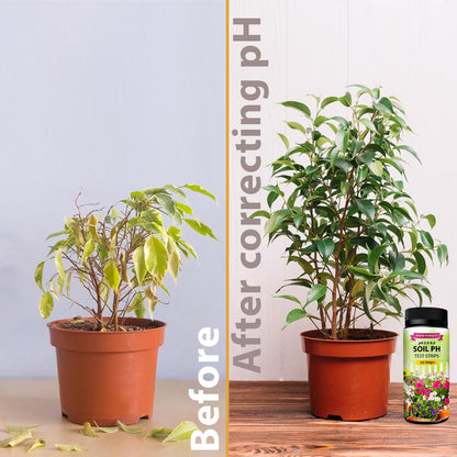 Soil pH Paper Test Kit – 100 Tester Strips (3.5-9 Range) – Use for Testing Garden Home Lawn Grass Vegetable Gardening Dirt Yard Compost Outdoor and Indoor Plants