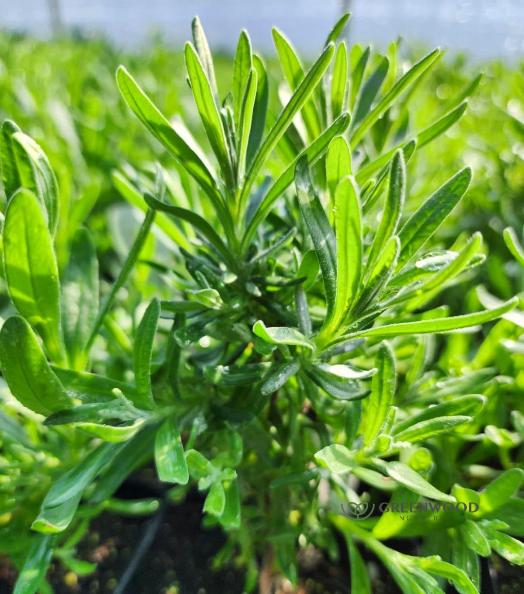 Greenwood Nursery: Live Perennial Plants - Royal Velvet Lavender + Lavandula Angustifolia - [Qty: 2X Pint Pots] - (Click for Other Available Plants/Quantities)